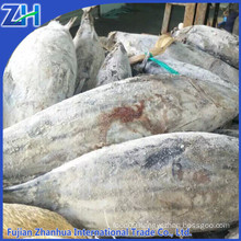 Fresh frozen skipjack tuna whole round best quality hot sale to Srilanka